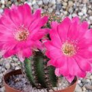 100 Seeds Pink Cactus Flowers Fresh Seeds