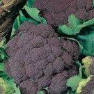200 Seeds Italian Black Cauliflower Di Sicilia Fresh Seeds