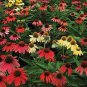 200 Seeds Rare 'Cheyenne Spirit' Echinacea Coneflower Fresh Seeds