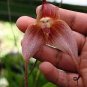 200 Seeds Wild Orchids Dark Red Perennial Flowers Fresh Seeds
