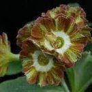 30 Seeds Primula Auricula Miss Teak Flowers Fresh Seeds