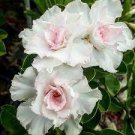 4 Seeds 'Bai Nangzi' White Wrinkled Adenium Desert Rose Fresh Seeds