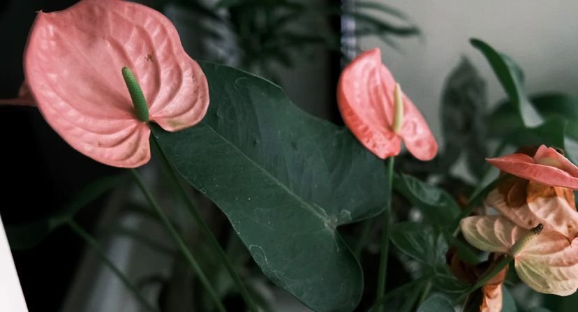 200 Seeds Anthurium Flower Fresh Seeds