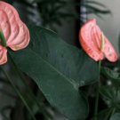 200 Seeds Anthurium Flower Fresh Seeds