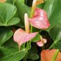 200 Seeds Anthurium Flower Fresh Seeds