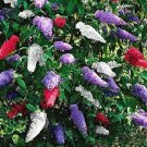 100 Seeds Butterfly Bush Buddleia Davidii Fresh Seeds