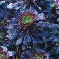 200 Seeds Aeonium 'Zwartkop' Bonsai Succulent Fresh Seeds