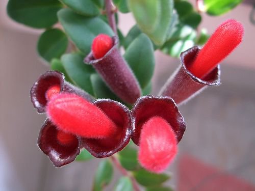 200 Seeds Rare Lipstick Flower Fresh Seeds