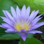 2 Seeds Purple Nymphaea Caerulea Water Lily Fresh Seeds