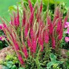 100 Seeds Veronica Spicata 'Red Fox' Speedwell Fresh Seeds