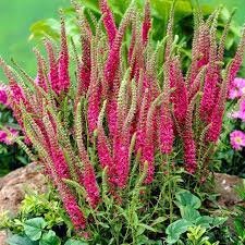 100 Seeds Veronica Spicata 'Red Fox' Speedwell Fresh Seeds