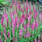 100 Seeds Veronica Spicata 'Red Fox' Speedwell Fresh Seeds