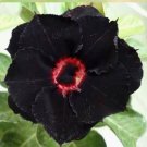 4 Seeds Rare 'Black Eyes' Double Adenium Desert Rose Fresh Seeds