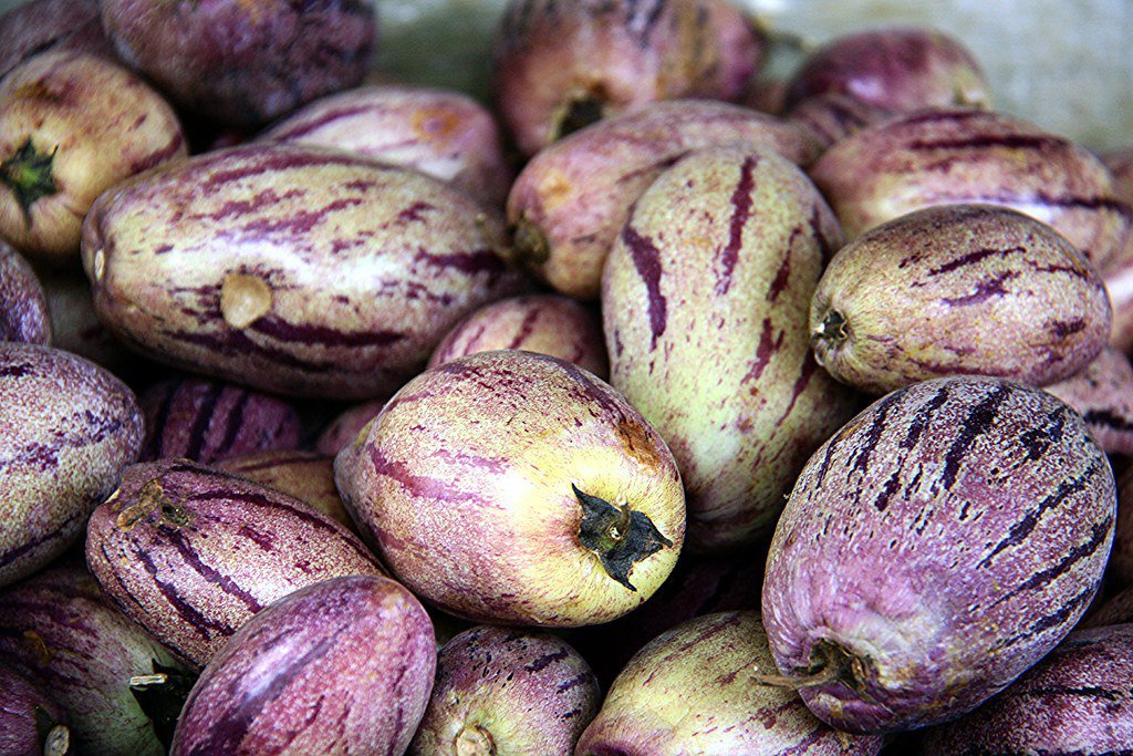 100 Seeds Solanum Muricatum Ginseng Fruit Fresh Seeds