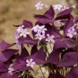 4 Seeds Red Woodsorrel Oxalis Corymbosa Flower Fresh Seeds