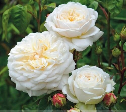 100 Seeds 'Tranquillity' Radiant White Fragrant Rose Fresh Seeds