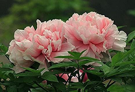 10 Seeds Rare Pink Peony 'Gu Luo Kui' Fresh Seeds