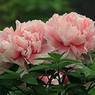 10 Seeds Rare Pink Peony 'Gu Luo Kui' Fresh Seeds