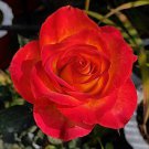 100 Seeds Heirloom Big Blooming Red Green Rose Fresh Seeds
