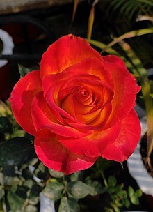 100 Seeds Heirloom Big Blooming Red Green Rose Fresh Seeds