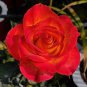 100 Seeds Heirloom Big Blooming Red Green Rose Fresh Seeds