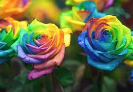 400 Seeds Rose Rainbow Flower Fresh Seeds