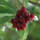 10 Seeds Dark Red Waxberry Shrub Fresh Seeds