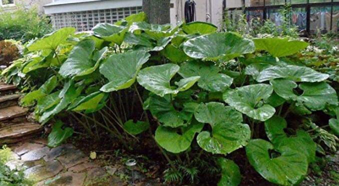 10 Seeds Primrose Petasites Japonicus Dinosaur Fresh Seeds