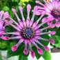 200 Seeds Mixed African Blue Eyed Daisy Bonsai Fresh Seeds