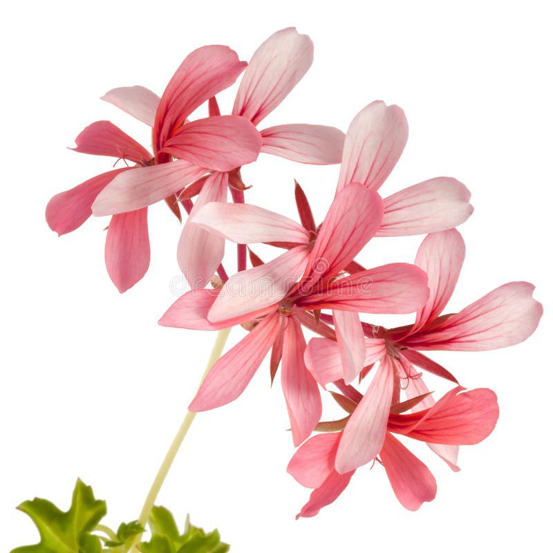 40 Seeds Kasuki Fresh A Package Fresh Seeds