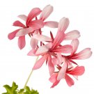 40 Seeds Kasuki Fresh A Package Fresh Seeds