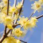40 Seeds Chimonanthus Praecox Flowering Tree Fresh Seeds