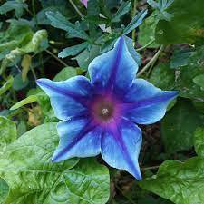 200 Seeds Rare Star Petunia Blue Bonsai Plant Fresh Seeds