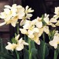 4 Bulbs Canna Lily Ermine Tropical House Plant Fresh Seeds
