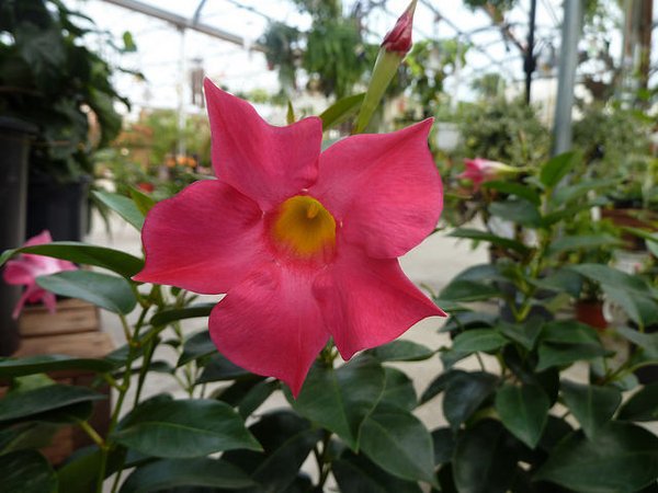 200 Seeds Mandevilla Sanderi Plants Fresh Seeds
