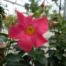 200 Seeds Mandevilla Sanderi Plants Fresh Seeds