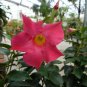 200 Seeds Mandevilla Sanderi Plants Fresh Seeds