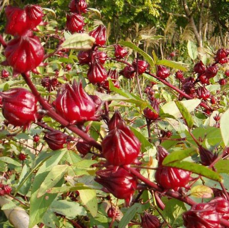 200 Seeds Roselle Hibiscus Plant Fresh Seeds