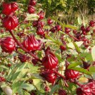 200 Seeds Roselle Hibiscus Plant Fresh Seeds