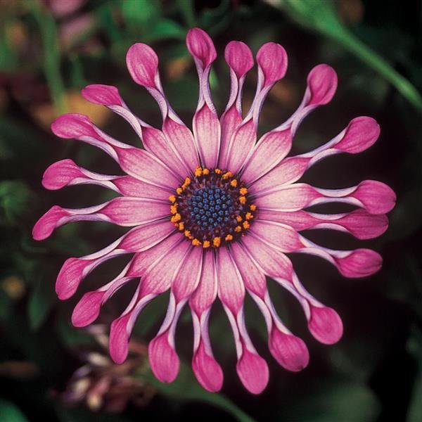 200 Seeds 'Power Spider' Purple Chrysanthemum Fresh Seeds