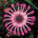 200 Seeds 'Power Spider' Purple Chrysanthemum Fresh Seeds