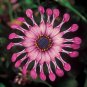 200 Seeds 'Power Spider' Purple Chrysanthemum Fresh Seeds