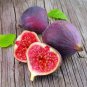 200 Seeds Rare Tropical Fig Fresh Seeds