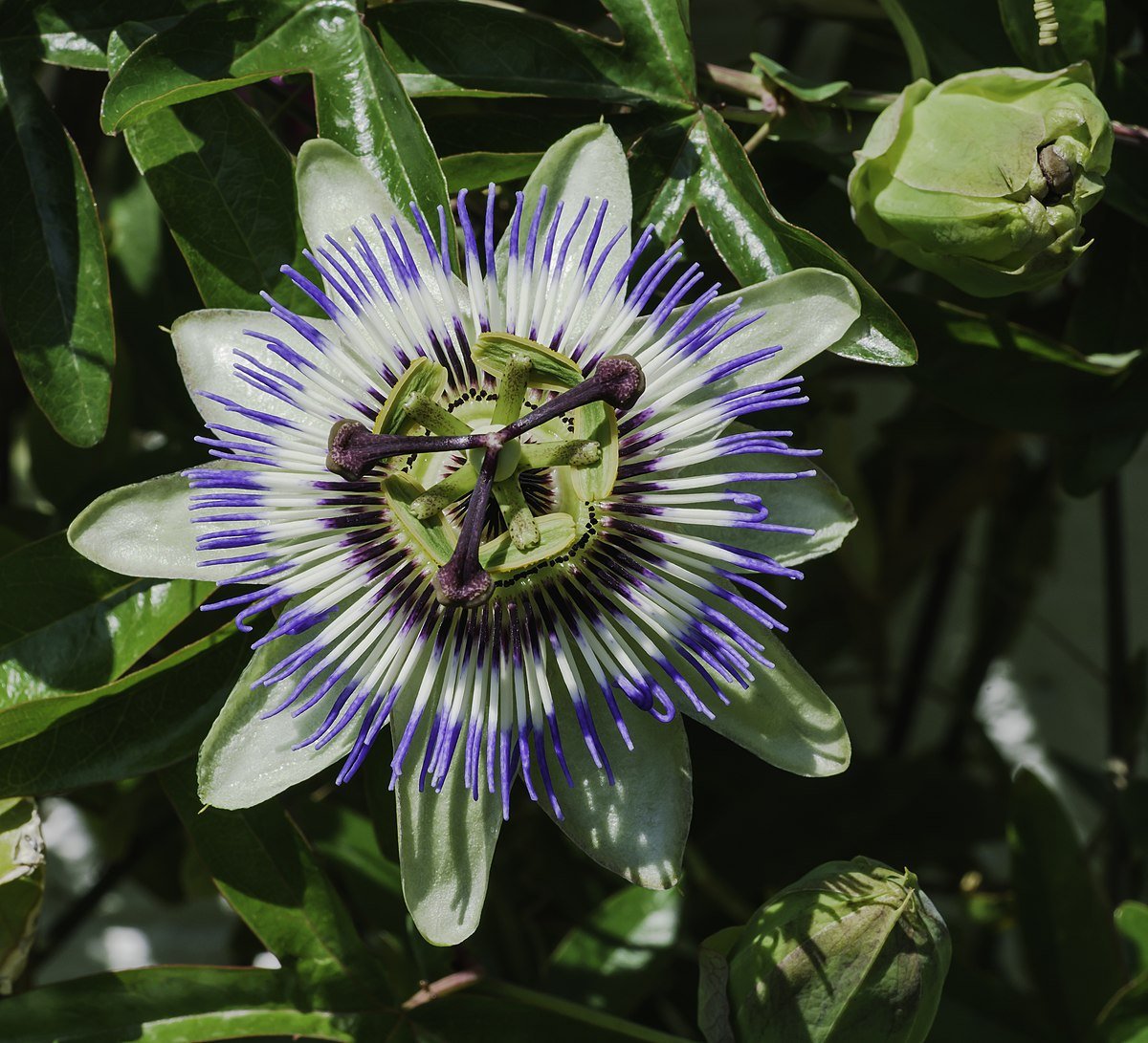 60 Seeds Passiflora Caerulea Passion Fruit Fresh Seeds