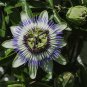 60 Seeds Passiflora Caerulea Passion Fruit Fresh Seeds