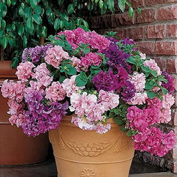 100 Seeds Double Corrugated Mixed Purple Petunia Fresh Seeds