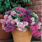100 Seeds Double Corrugated Mixed Purple Petunia Fresh Seeds
