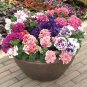 100 Seeds Double Corrugated Mixed Purple Petunia Fresh Seeds