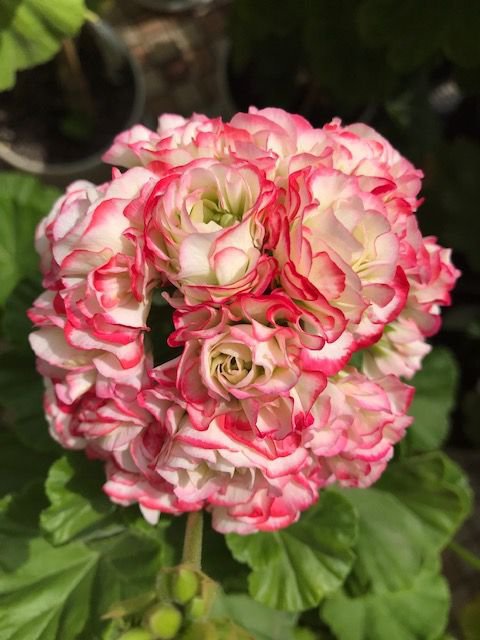 20 Seeds Geranium White Red Ball Type Flower Fresh Seeds