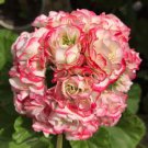20 Seeds Geranium White Red Ball Type Flower Fresh Seeds